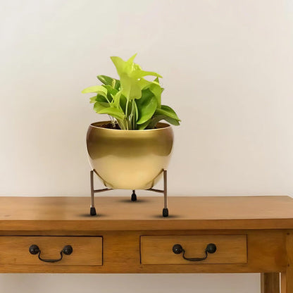 Gold Glaze Ceramic Planter - 4.7 Inches (MVS)