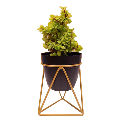 Matte Black Ceramic Planter - 3.9 Inches (MVS)