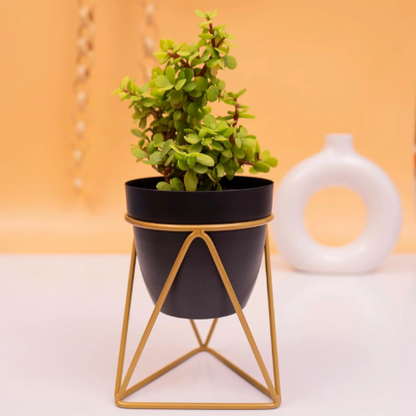 Matte Black Ceramic Planter - 3.9 Inches (MVS)