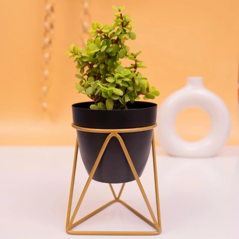 Matte Black Ceramic Planter - 3.9 Inches (MVS)